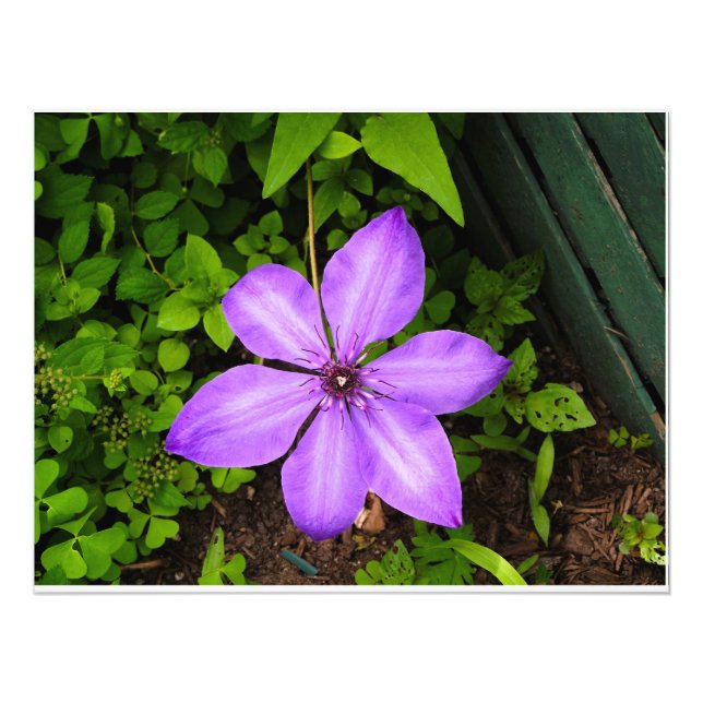 Foto Impressão de flor roxa (Frente)