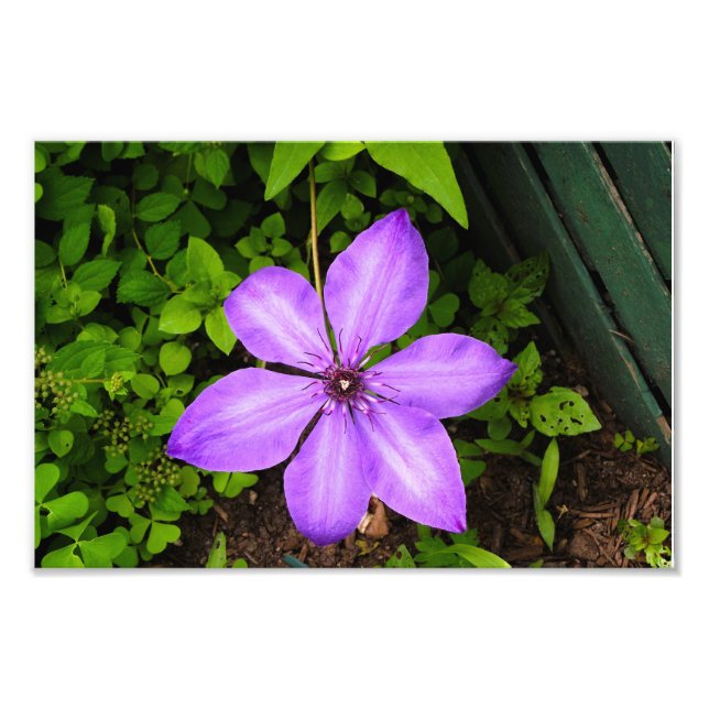 Foto Impressão de flor roxa (Frente)