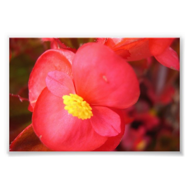 Foto Impressão de Flor Vermelho (Frente)