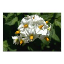 Impressão de Flores de Batata