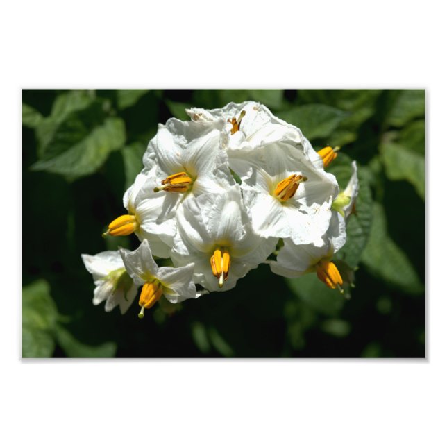 Foto Impressão de Flores de Batata (Frente)