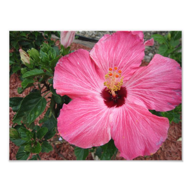 Foto-Impressão de Foto de Flor Floral de Hibiscus  (Frente)