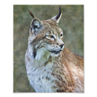 Foto Impressão de Lince Siberiano