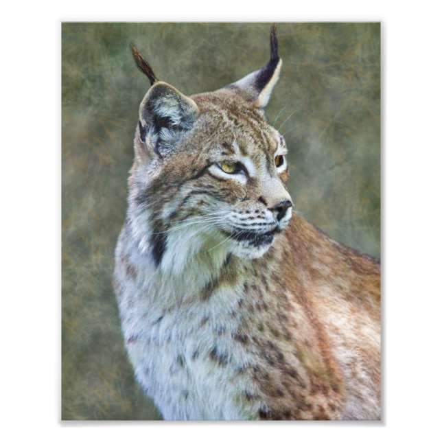 Foto Impressão de Lince Siberiano (Frente)