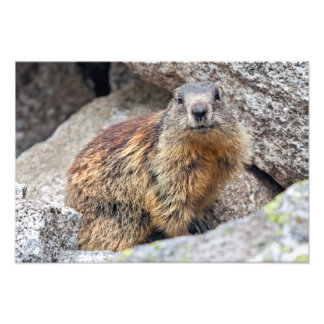 Foto Impressão de Marmota Alpina
