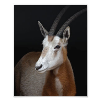 Foto Impressão de Órix