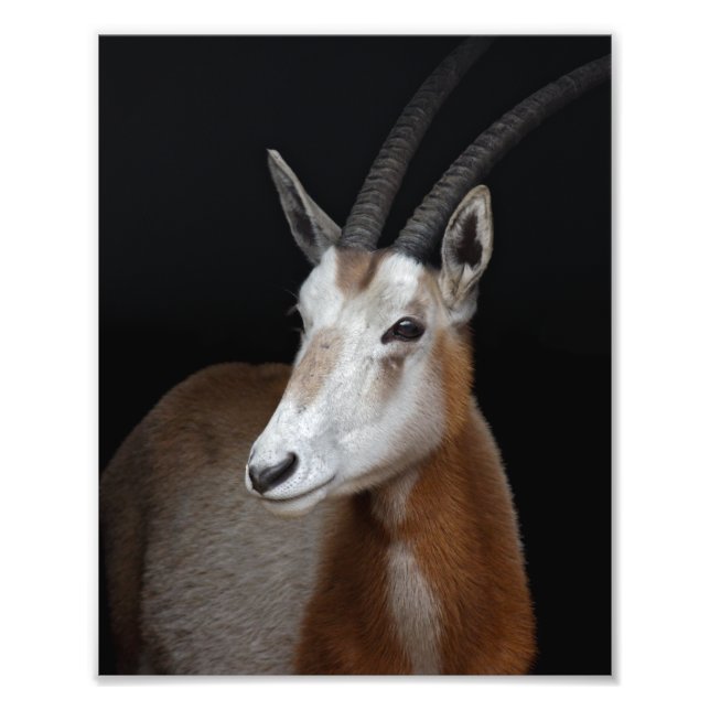 Foto Impressão de Órix (Frente)