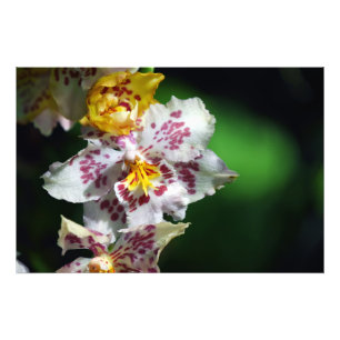 Foto Impressão de Orquídeas brancas e amarelas