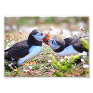 Foto Impressão de Papagaios-do-mar Beijando