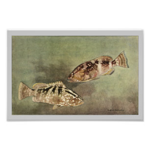 Foto Impressão de Peixes Vermelhos e Nassau