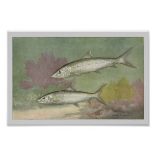 Foto Impressão de Peixes Vintage