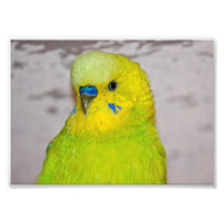 Foto Impressão de Periquito Amarelo