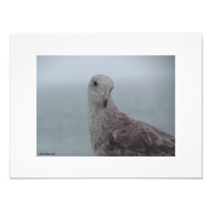 Foto Impressão de pombo curioso
