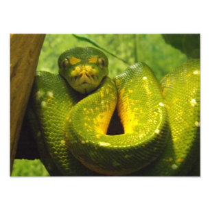 Foto Impressão de Python Árvore Verde