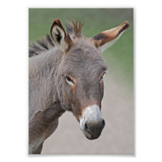 Foto Impressão de retrato de burro