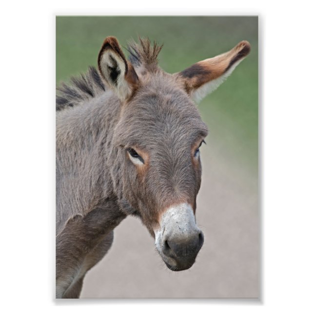 Foto Impressão de retrato de burro (Frente)
