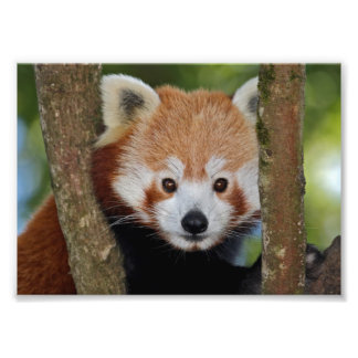 Foto Impressão de retrato de Panda