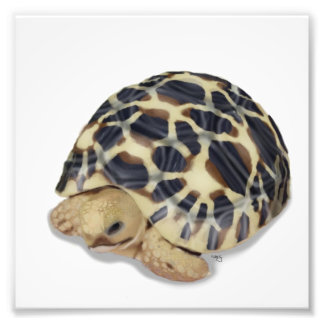 Foto Impressão de Tortoise Estrela