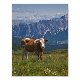 Foto Impressão de Vaca Alpina