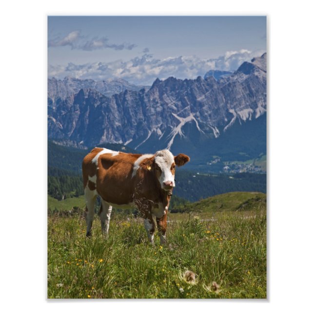 Foto Impressão de Vaca Alpina (Frente)