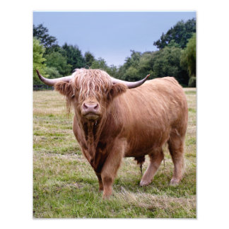 Foto Impressão de Vaca das Terras Altas