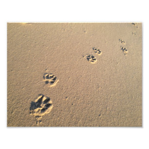 Foto Impressão do cão na areia
