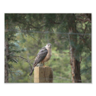 Foto Impressão do falcão do tanoeiro