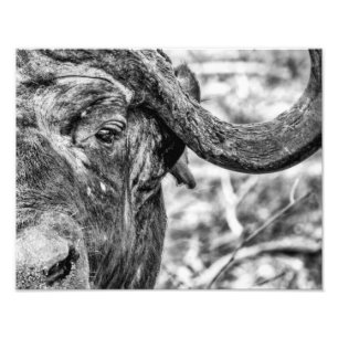 Foto Impressão do Retrato do Cabo Africano Buffalo