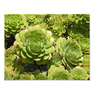 Foto Impressão do Succulent