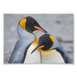 Foto Impressão Dueto de Pinguim Rei