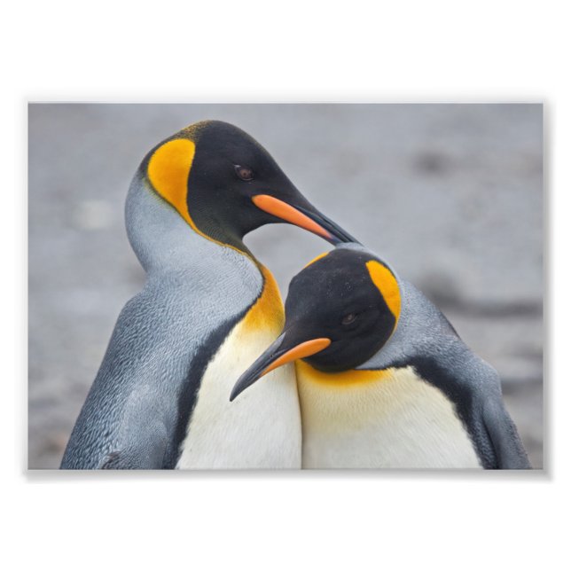 Foto Impressão Dueto de Pinguim Rei (Frente)