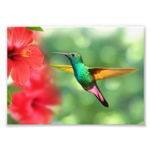 Foto Impressão Fotográfica-Beija-flor