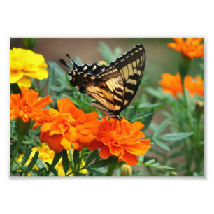 Foto Impressão Fotográfica-Borboleta Sobre Flores