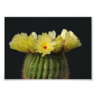 Foto Impressão Fotográfica-Cacto Florido