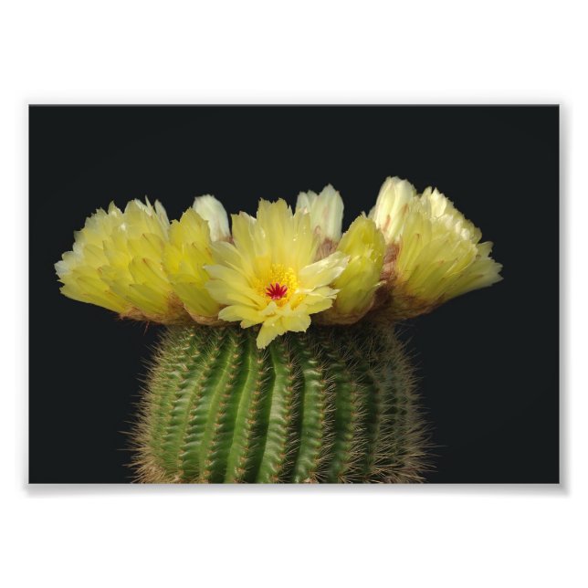 Foto Impressão Fotográfica-Cacto Florido (Frente)