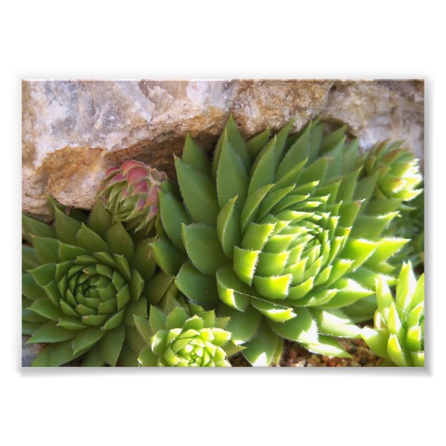 Foto Impressão Fotográfica-Cactus (Frente)