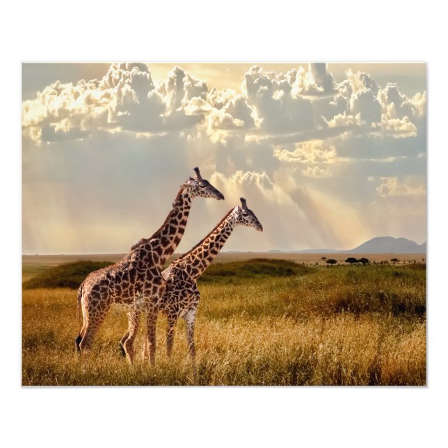 Foto Impressão Fotográfica-Girafa (Frente)