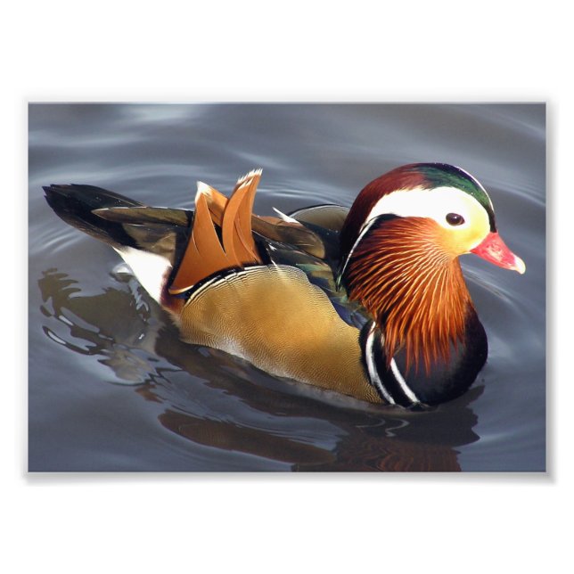 Foto Impressão Fotográfica-Pato-Mandarim (Frente)