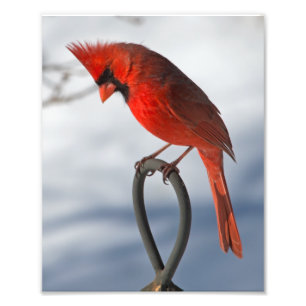 Foto Impressão fotográfico cardinal