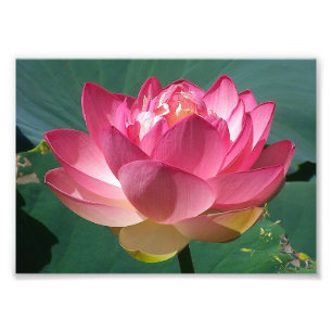 Foto Impressão KODAK - Lotus Rosa