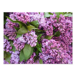 Foto IMPRESSÃO - Lilacs no primavera - France