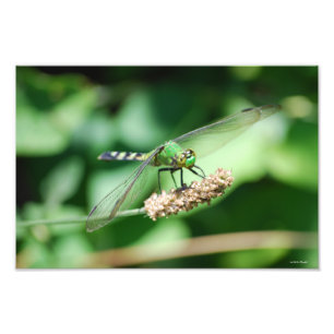 Foto Impressão oriental da libélula de Pondhawk