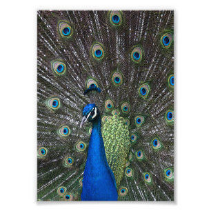 Foto Impressão Pintado de Peacock