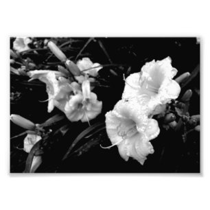 Foto Impressão preto e branco de Lillies
