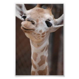 Foto Impressão princesa 4X6 nº 1