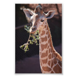 Foto Impressão princesa 4X6 nº 2