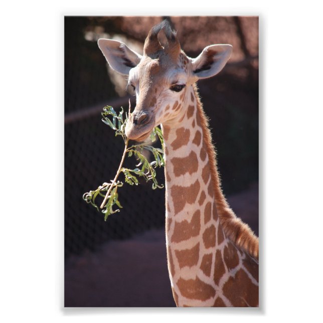 Foto Impressão princesa 4X6 nº 2 (Frente)