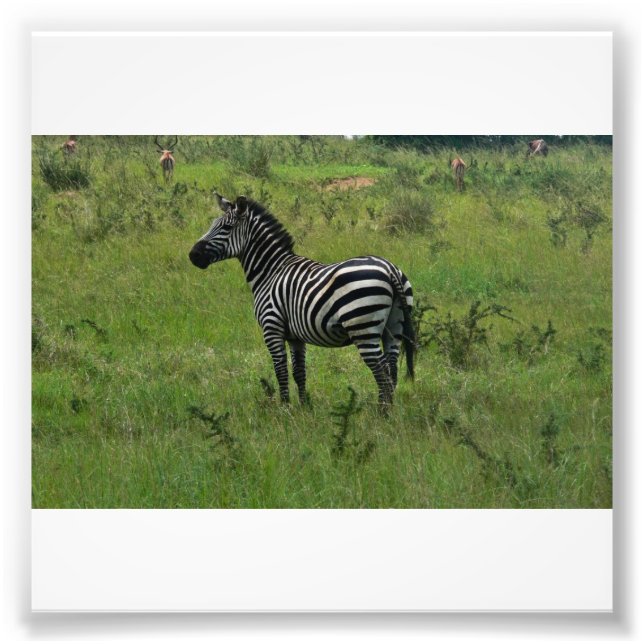 Foto Impressão Zebra (Frente)