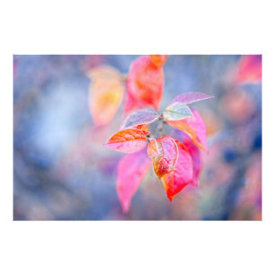 Foto Impressionante Folhas de Cotonou