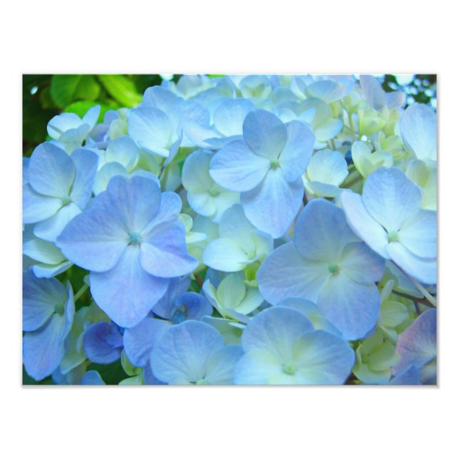 Foto Impressões de arte de Flores Azuis Florais Hydrang (Frente)